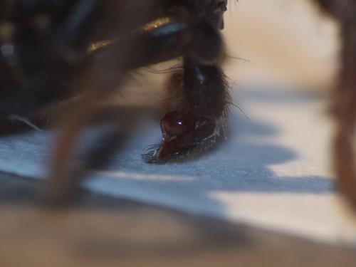 Réf. 225 398 : Atypus affinis